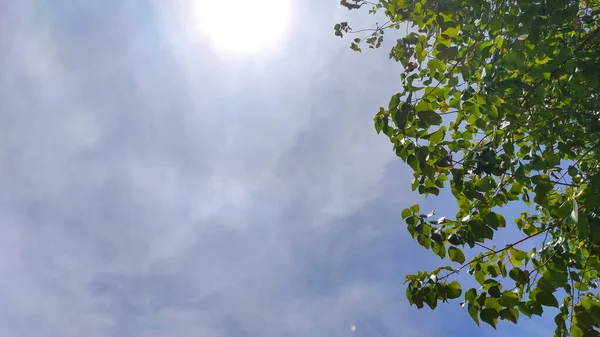 Fundo Céu Claro Atrás Das Folhas Árvore Sombria Área Cikancung — Fotografia de Stock