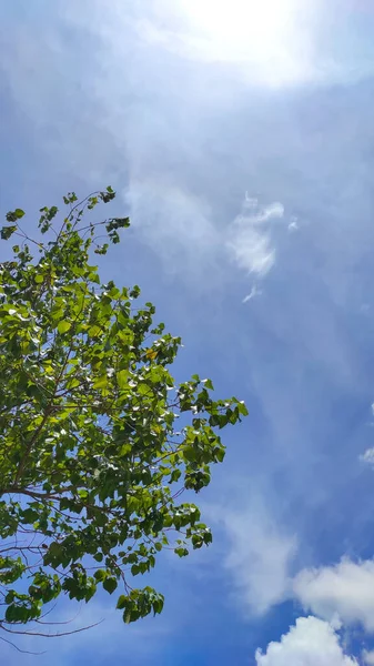 Endonezya 'nın Cikancung bölgesindeki gölgeli ağaç yapraklarının arkasındaki berrak gökyüzünün arka planı