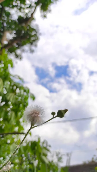 Цветы Одуванчика Ясным Небом Течение Дня Районе Cikancung Индонезия — стоковое фото