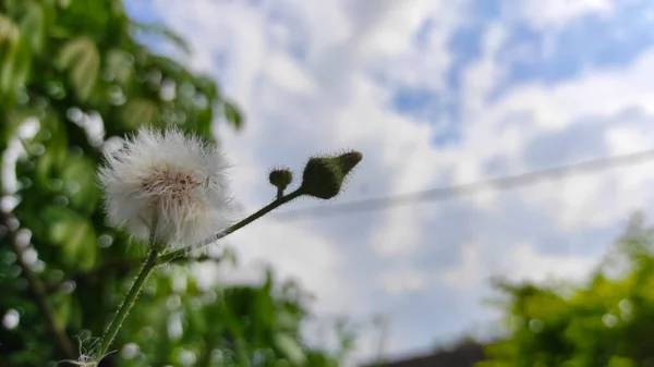 Flores Diente León Con Fondo Cielo Claro Durante Día Área — Foto de Stock