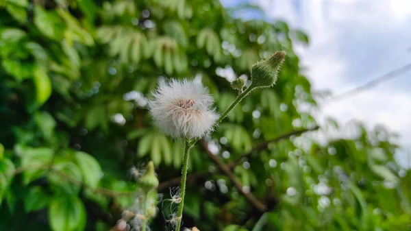 印度尼西亚西坎贡地区一个公园里生长着的蒲公英野花的模糊照片 — 图库照片