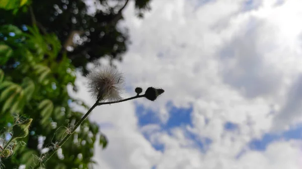 インドネシアのキカンプン地方では 日中は澄んだ空を背景にタンポポの花が咲きます — ストック写真