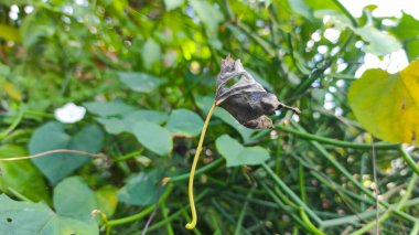 Kuru yapraklar dökülüyor ve Endonezya 'nın Cikancung bölgesinde örümcek ağları arasında sıkışıyor.