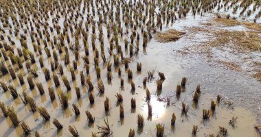 Pirinç tarlaları hasat edildi ve Cikancung bölgesinde çimen ve su birikintileri bırakıldı
