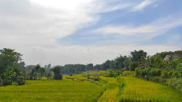 View Sunny Rice Fields Afternoon Cikancung Area Indonesia — Stock Photo, Image