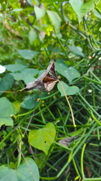 Αποξηραμένα Φύλλα Που Πέφτουν Και Παγιδεύονται Μεταξύ Των Ιστών Αράχνης — Φωτογραφία Αρχείου