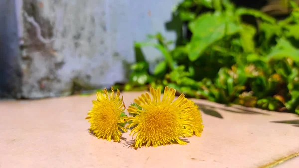 Sárga Virágok Hogy Már Szedett Kerülnek Földre Cikancung Területen Indonézia — Stock Fotó