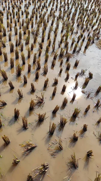 Reisfelder Die Abgeerntet Wurden Und Gras Und Pfützen Gebiet Von — Stockfoto