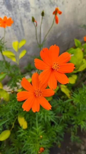 Flores Naranjas Que Florecen Maravillosamente Área Cikancung — Foto de Stock