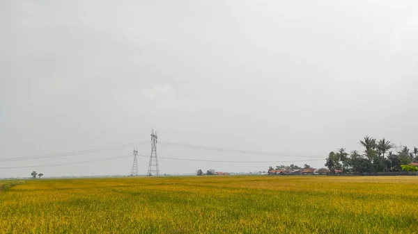 Vista Dos Campos Arroz Quando Céu Está Nublado Área Cikancung — Fotografia de Stock