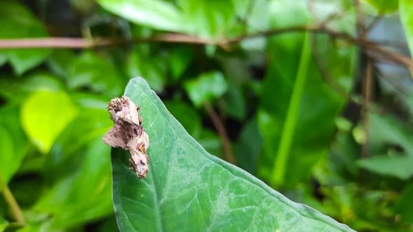 Małe Kokony Przymocowane Czubków Liści Ogrodzie Rejonie Cikancung Indonezja — Zdjęcie stockowe
