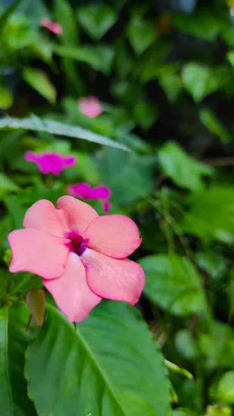 インドネシアのキカンプン地方の庭で枯れていくピンクの花 — ストック写真