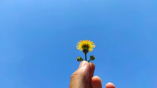 Hermosos Pétalos Flores Amarillas Contra Cielo Azul Sin Nubes Fondo — Foto de Stock