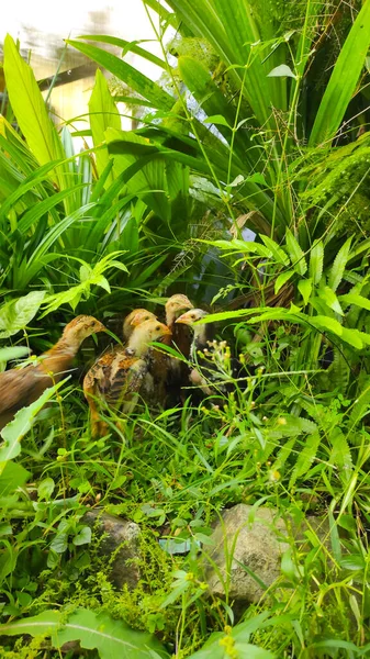 Some Chicks Hiding Bushes Cikancung Area Indonesia — стоковое фото