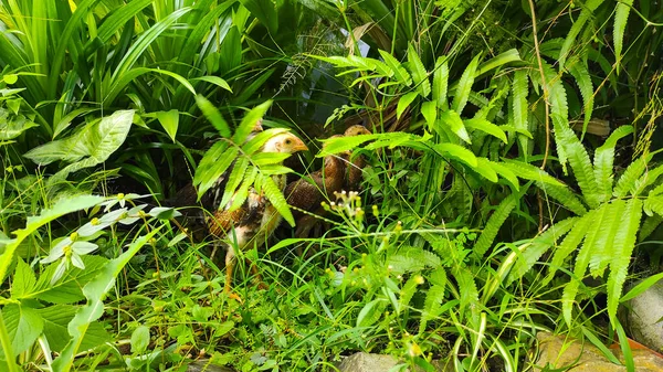 Some Chicks Hiding Bushes Cikancung Area Indonesia — стоковое фото