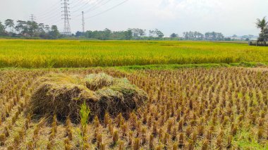 Endonezya 'nın Cikancung bölgesindeki hasat edilmiş pirinç tarlasının ortasında çıkarılmış büyük bir saman yığını.