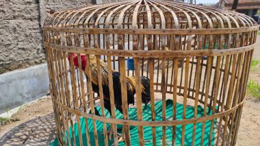 Soyut Odaklanamayan Bir Horoz Endonezya 'nın Cikancung bölgesinde sıcak bir günde bambu kafese hapsedilir