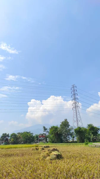 Endonezya 'nın Cikancung bölgesindeki hasat edilmiş pirinç tarlasının ortasında çıkarılmış büyük bir saman yığını.