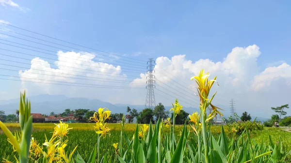 Sebuah Kebun Bunga Kuning Pinggir Sawah Daerah Cikancung Indonesia — Stok Foto