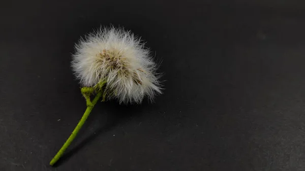 White Dandelion Flower Isolated Black Background Focus — Stockfoto