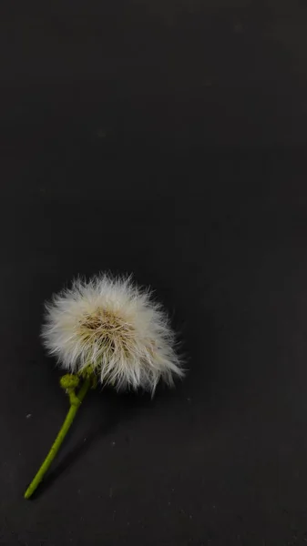 Branco Flor Dente Leão Isolado Fundo Preto Não Concentrar — Fotografia de Stock