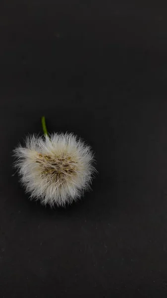 White Dandelion Flower Isolated Black Background Focus — Stock Photo, Image