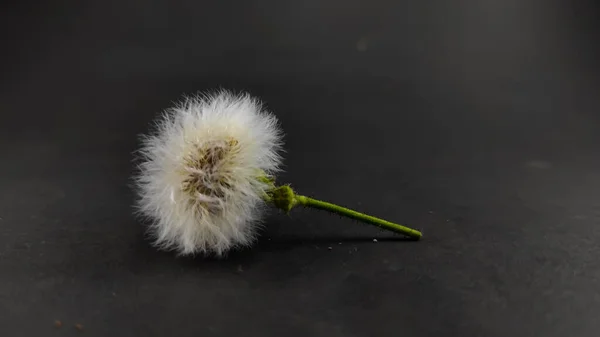 Beyaz Karahindiba Çiçeği Siyah Arkaplanda Izole Odaklanma Değil — Stok fotoğraf