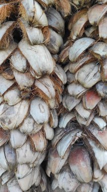 Pangandaran, Endonezya 'da yol kenarındaki eski hindistan cevizi yığınları