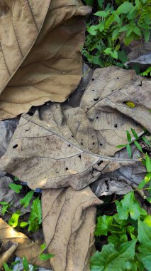 Endonezya 'nın Pangandaran bölgesindeki çimenli zeminde devrilmiş bir meşe ağacının yaprakları.