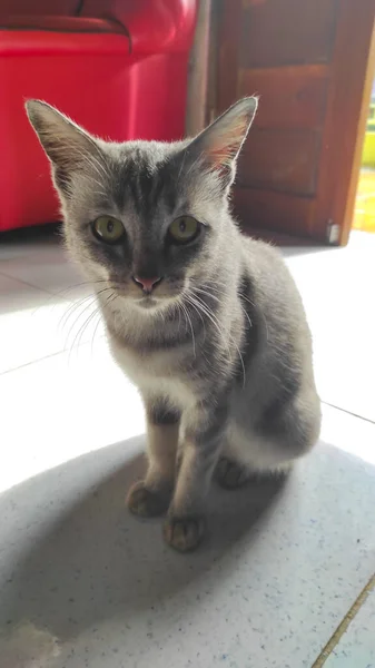 印度尼西亚潘干达兰地区的一所房子里有一只灰色的猫 — 图库照片