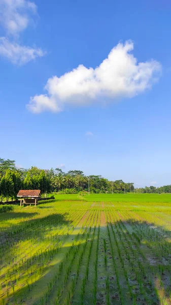 Abstract Defocused Rice Fields Covered Tree Shadows Side Road Pangandaran — Stok fotoğraf