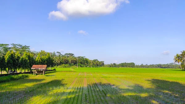 Abstract Defocused Rice Fields Covered Tree Shadows Side Road Pangandaran — Stock Photo, Image