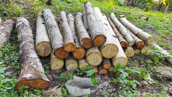 Pile Wood Felled Trees Road Pangandaran Indonesia — Photo