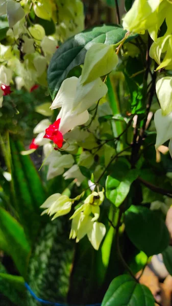 Αφηρημένη Defocused Λευκό Μπουμπούκια Λουλουδιών Κόκκινα Pistils Στην Περιοχή Pangandaran — Φωτογραφία Αρχείου
