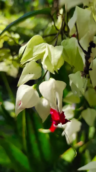 Astratto Gemme Fiori Bianchi Sfocati Con Pistilli Rossi Nella Zona — Foto Stock