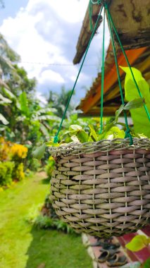 Pangandaran bölgesinde, Endonezya 'da evin bahçesinde asılı duran bambu sepeti.