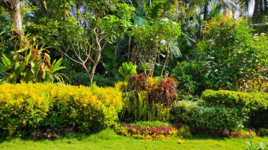 Endonezya 'nın Pangandaran bölgesinin bahçesinde süs bitkileriyle dolu bir bahçe.