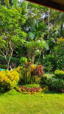 Endonezya 'nın Pangandaran bölgesinin bahçesinde süs bitkileriyle dolu bir bahçe.