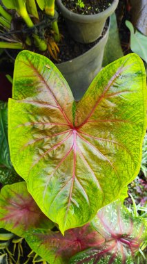 Yüzeyinde su damlacıkları olan süs bitkilerinin yaprakları Endonezya 'nın Pangandarya bölgesinde tupat olarak bulunur.