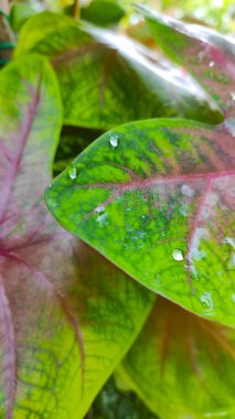 Endonezya 'nın Pangandaran bölgesinde taro yaprakları üzerindeki su damlaları