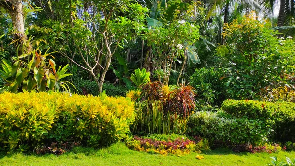 Endonezya 'nın Pangandaran bölgesinin bahçesinde süs bitkileriyle dolu bir bahçe.