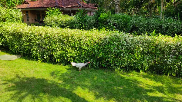 Jardín Lleno Plantas Ornamentales Patio Zona Pangandaran Indonesia — Foto de Stock