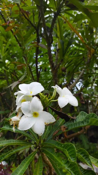 Fiore Orchidea Bianca Attaccato Albero Nella Zona Pangandaran Indonesia — Foto Stock