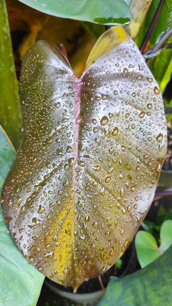 Yüzeyinde su damlacıkları olan süs bitkilerinin yaprakları Endonezya 'nın Pangandarya bölgesinde tupat olarak bulunur.