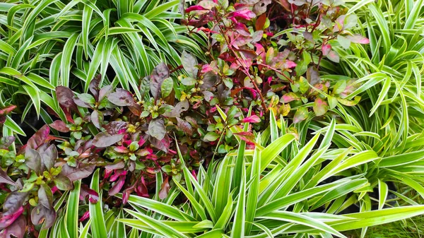 Plantas Ornamentales Forma Arbustos Que Adornan Jardín Patio Zona Pangandaran — Foto de Stock