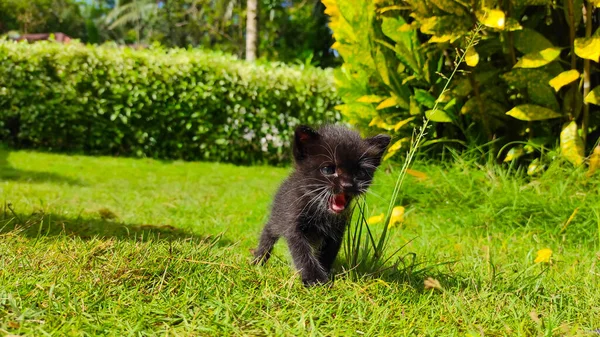 Black Kitten Yard Pangandaran Indonesia — ストック写真
