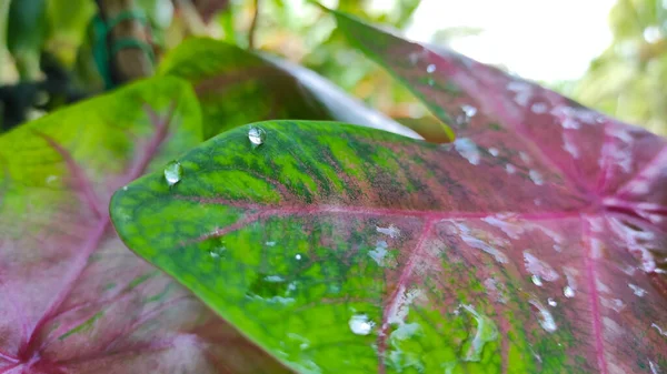 Drops Water Taro Leaves Pangandaran Area Indonesia — Foto de Stock