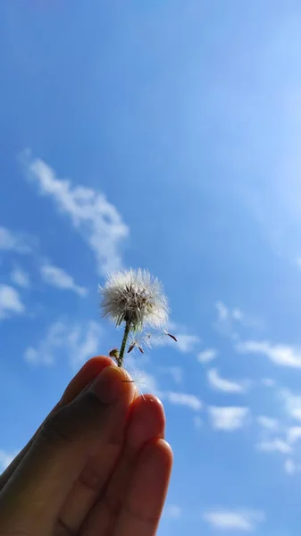 Dedos Flores Diente León Con Fondo Cielo Azul Área Cikancung — Foto de Stock