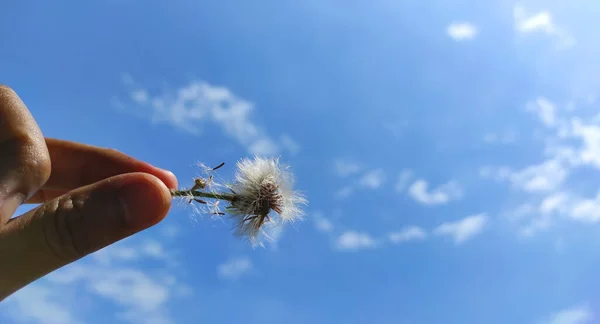 Dedos Flores Diente León Con Fondo Cielo Azul Área Cikancung — Foto de Stock