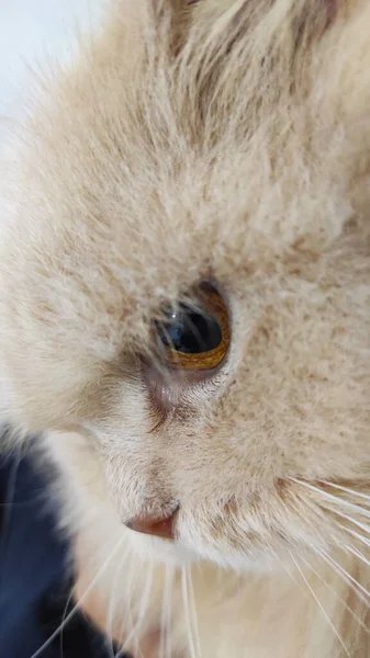 Een Schattige Witte Kat Kijkt Vooruit Cikancung Gebied Indonesië — Stockfoto